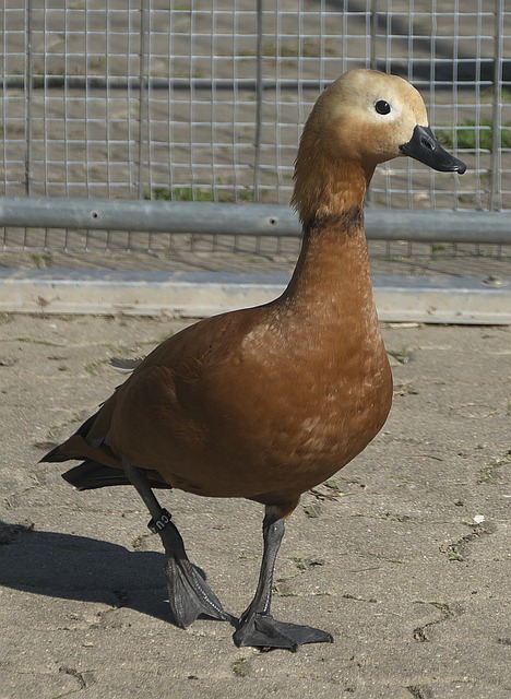 曼联官方宣